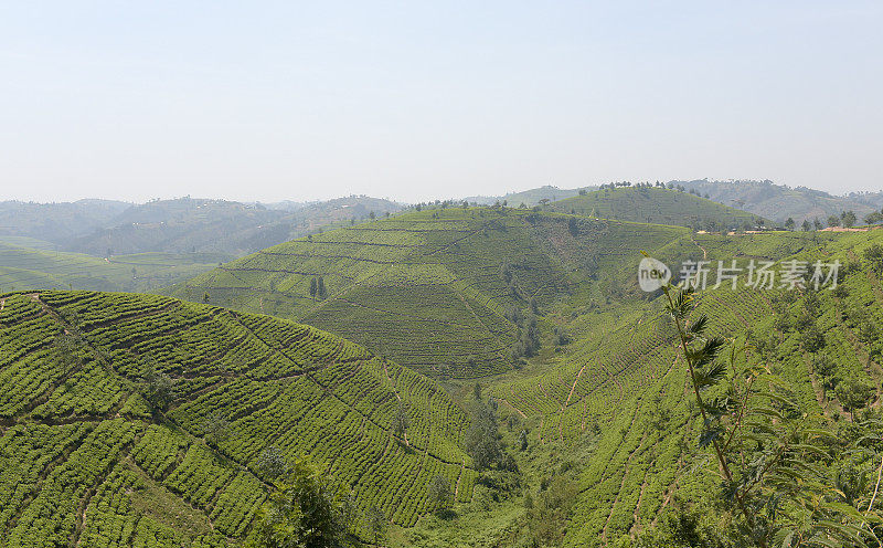 卢旺达靠近Nyungwe森林的茶园