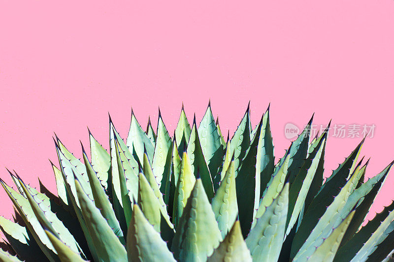 阳光蓝色龙舌兰(美国芦荟)植物;充满活力的粉色背景