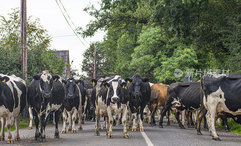 爱尔兰蒂珀雷里公路上的弗里西亚牛。