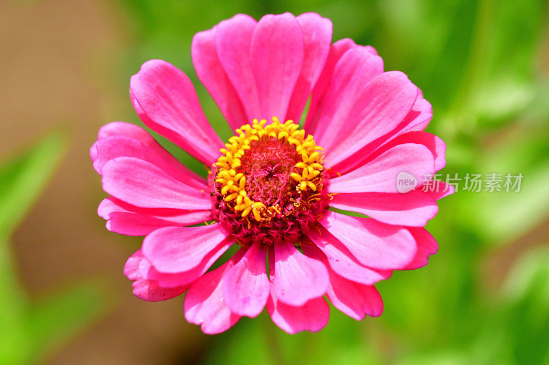 Zinnia花