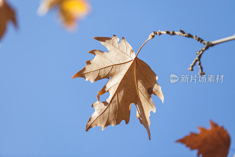 梧桐树枝干叶在秋天颜色在蓝色的天空