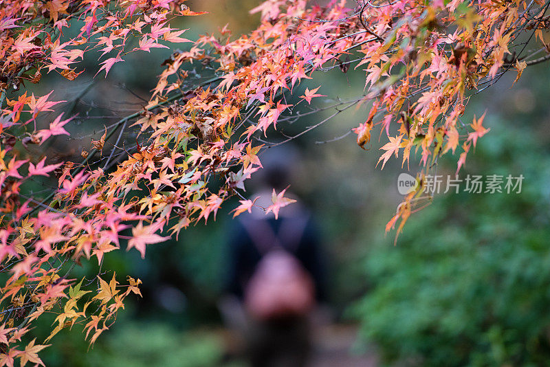 秋天在植物园