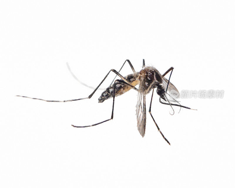 一只蚊子在白色背景上的特写
