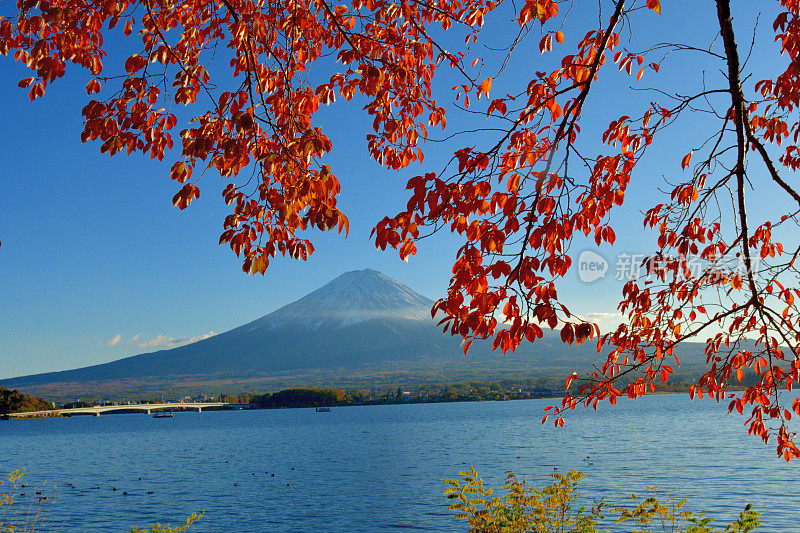 富士山和川口湖的秋叶颜色(樱桃树叶)