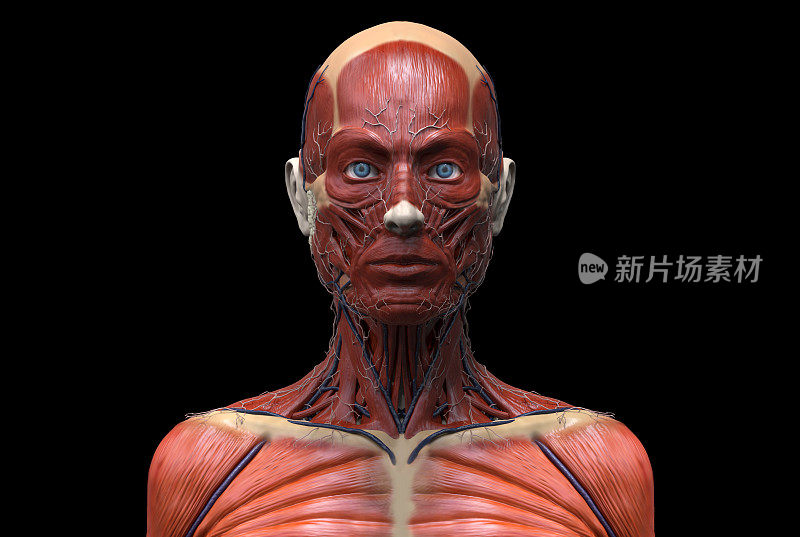 女性人体解剖-女性肌肉结构，正面视图，侧面视图和透视，3d渲染