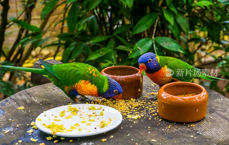 两只彩虹鹦鹉一起吃饭，鸟食，来自澳大利亚的热带动物物种