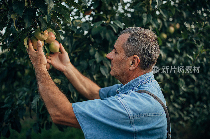 老农正在采摘成熟的苹果