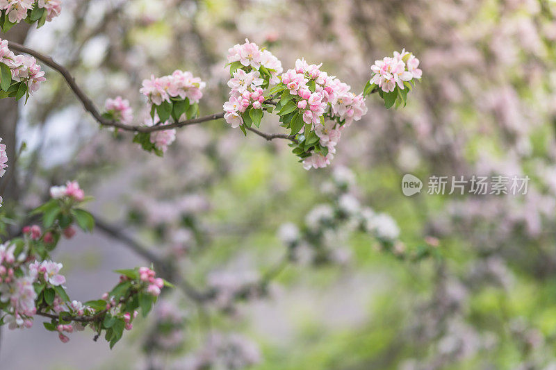 自然风景沿着喀喇昆仑山在罕萨山谷与樱花盛开的秋天巴基斯坦