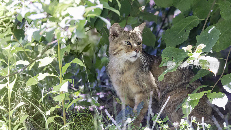 森林里的野猫