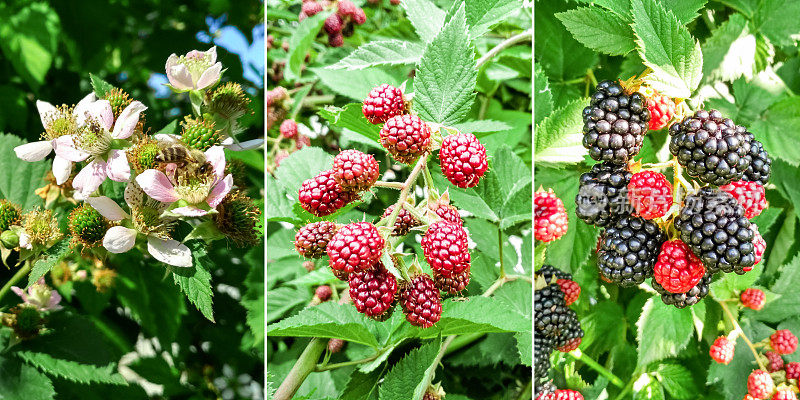 拼贴黑莓与未成熟和成熟的浆果。摘甜多汁的黑莓…有选择性的重点。