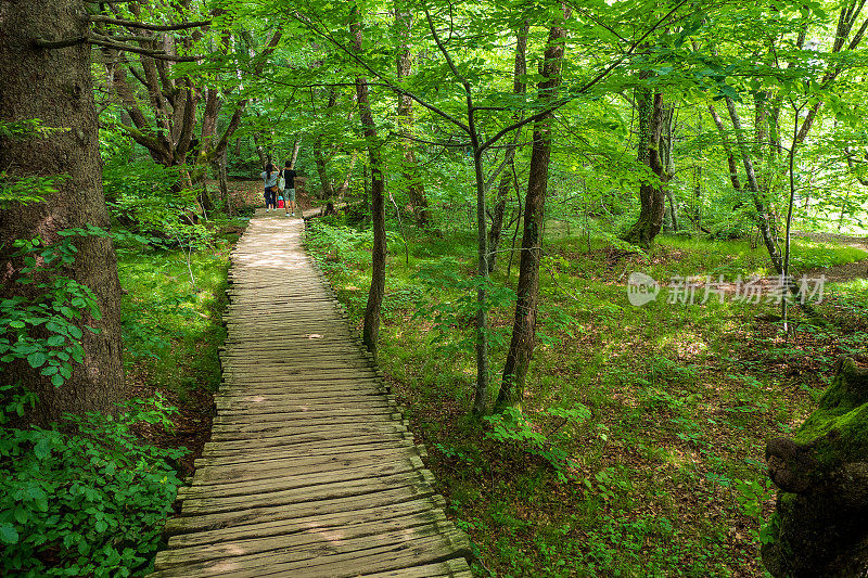 克罗地亚Plitvice湖国家公园，穿过茂密绿色森林的木制小路