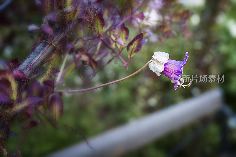 粉红色花，茎长