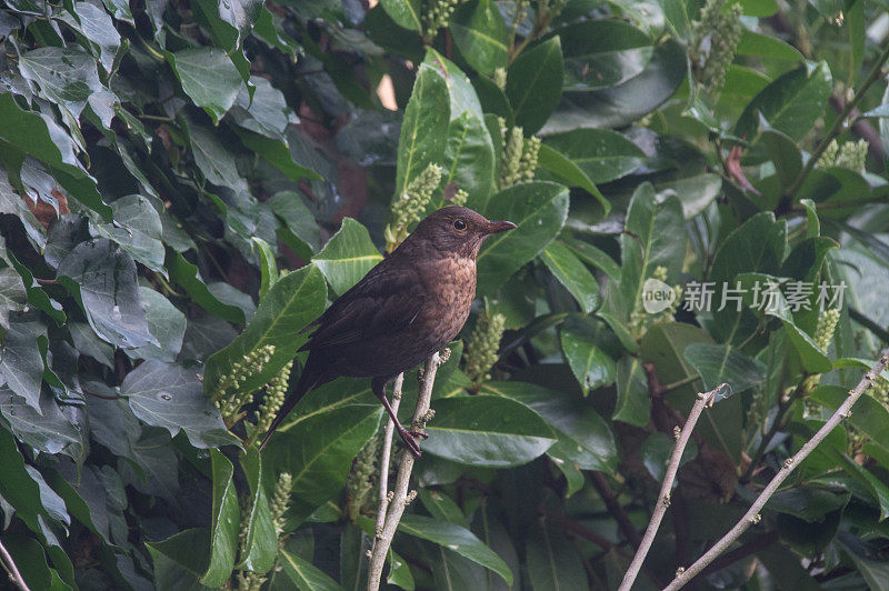 画眉准备筑巢