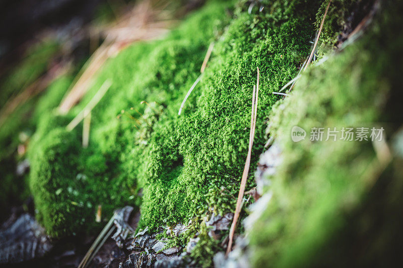 森林苔藓