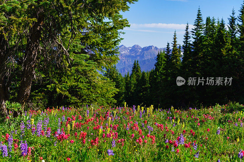 科罗拉多州的印第安画笔山野花