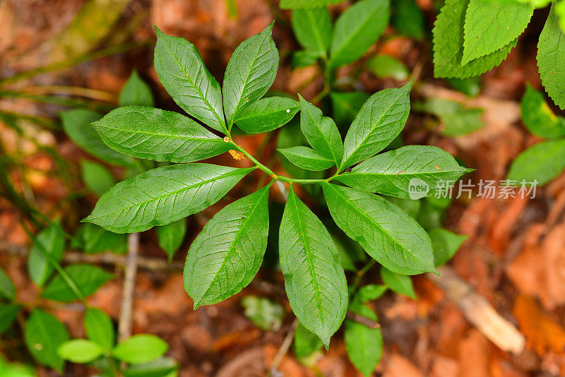 绿色的龙叶顶部的植物