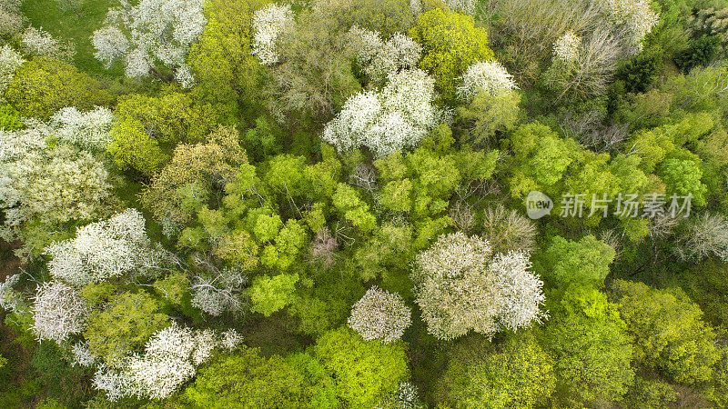 春季鸟瞰图中的树梢和森林