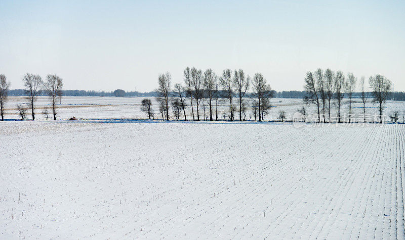 雪地里的树