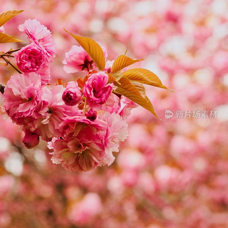 樱花广场