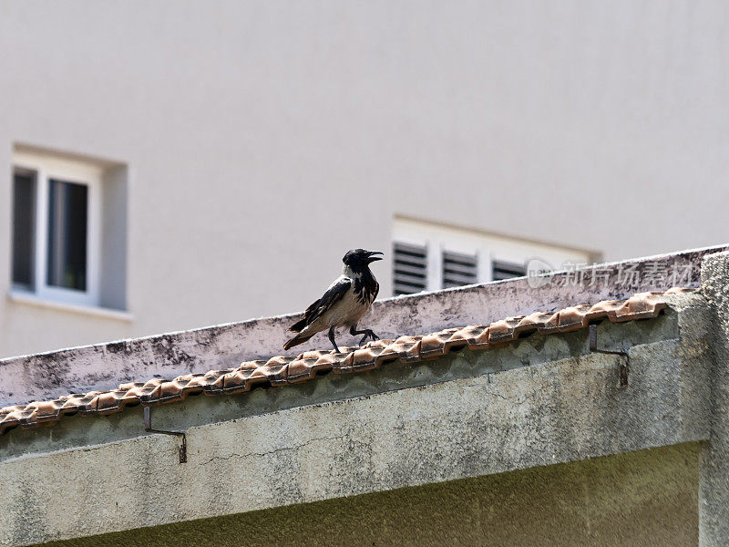 屋顶上呱呱的乌鸦