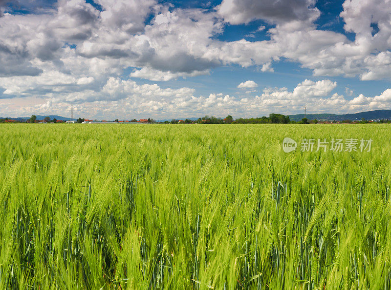 黑麦领域