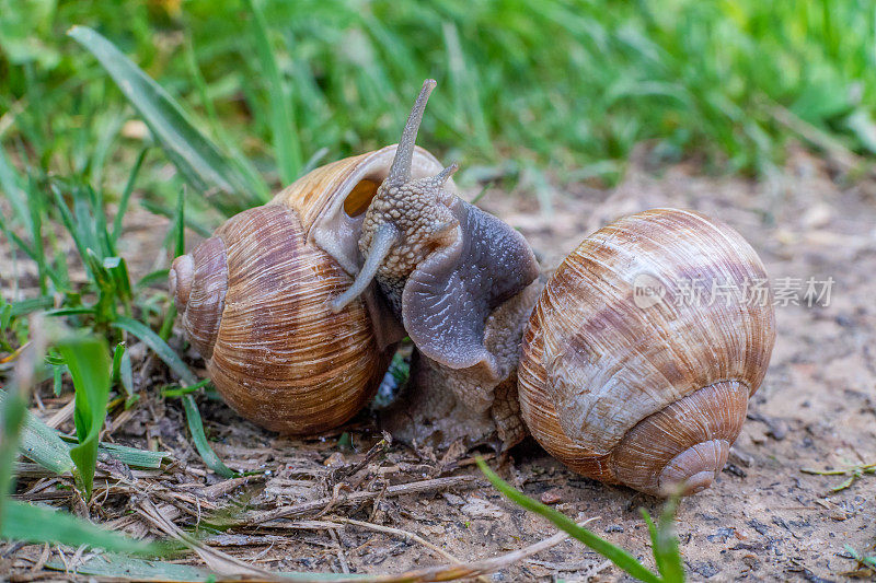 罗马蜗牛罗马蜗牛，也叫勃艮第蜗牛，可食用蜗牛或蜗牛，一种大型的、可食用的、呼吸空气的欧洲蜗牛，在交配时被捕获