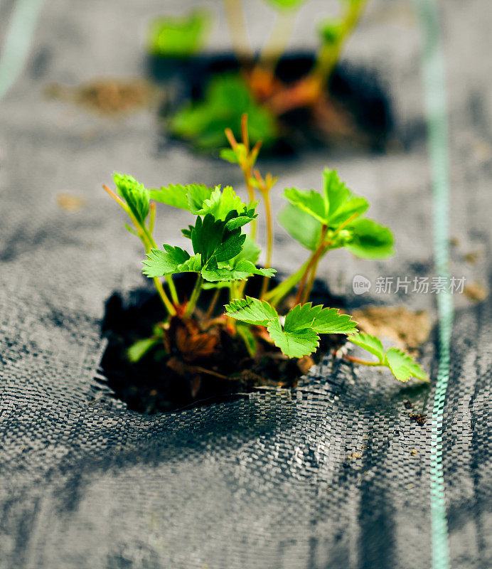 草莓植物用杂草抑制垫