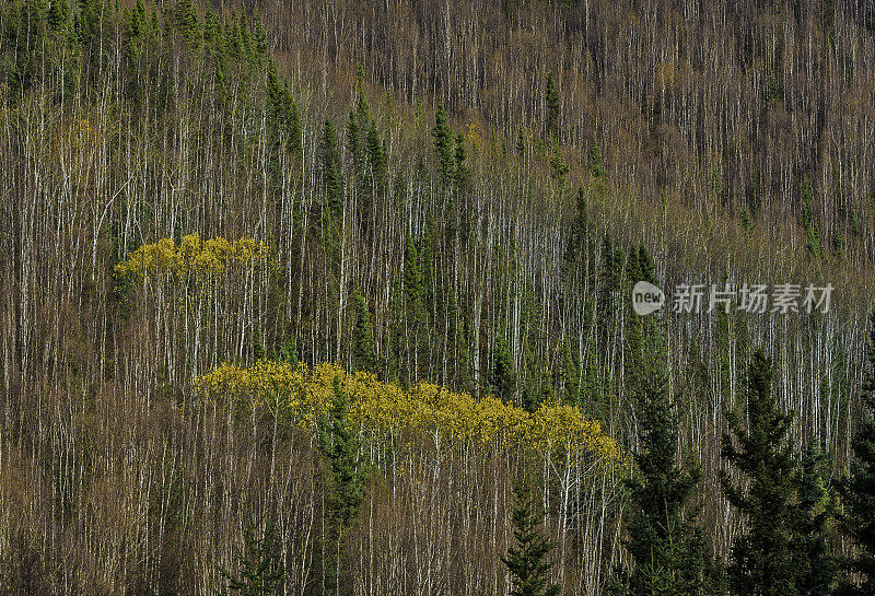 秋天的叶子颜色是一种影响许多落叶树木和灌木的正常绿色叶子的现象，在秋天的几个星期里，它们会呈现一种或多种从红色到黄色的颜色。这种现象通常被称为