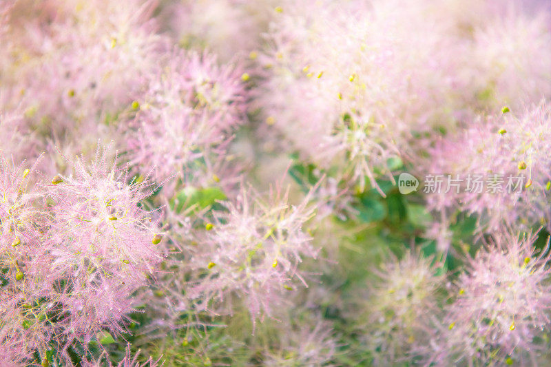 烟灌木黄栌花在春天的背景