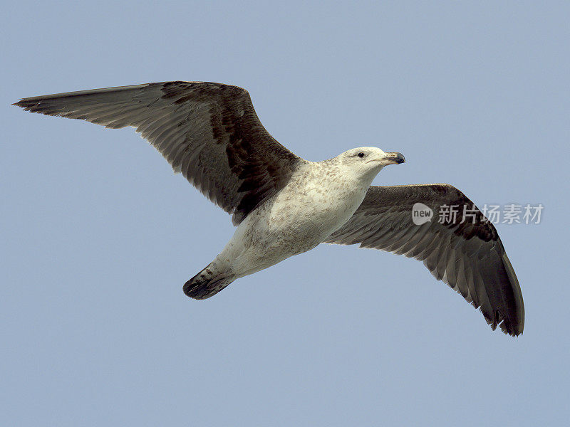 一只不成熟的海带海鸥在蓝天下飞翔