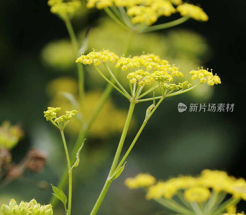 野生防风草