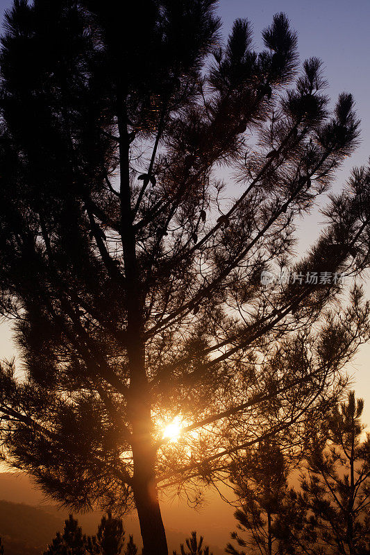 美丽宁静的夕阳，松树背对着灯光。