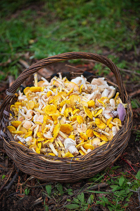 装满森林蘑菇的棕色篮子