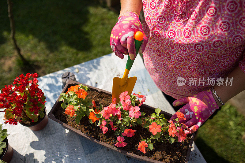 一个成熟的女人在她的花园里盆栽植物