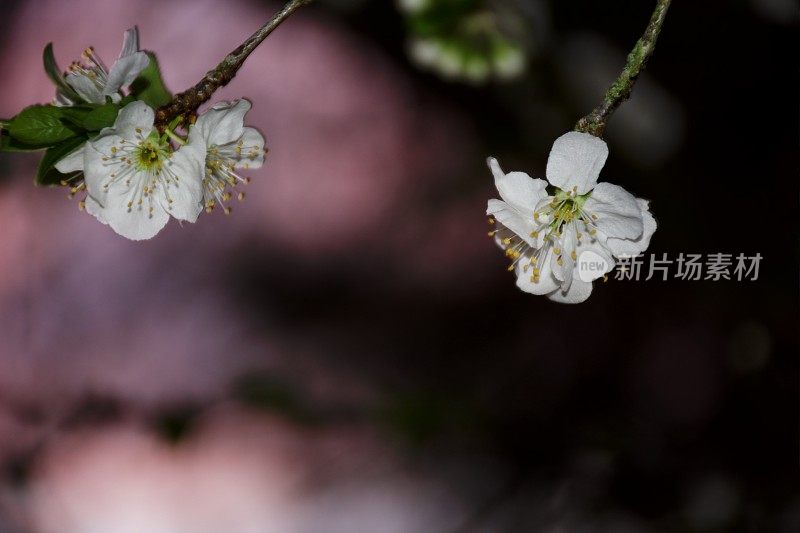 夜花园里的梅花