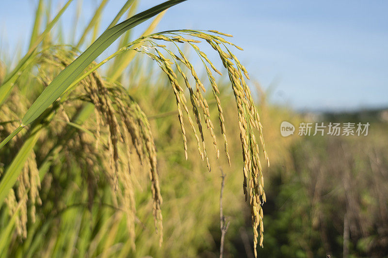在蓝天下的阳光下，稻田里滴落的稻穗