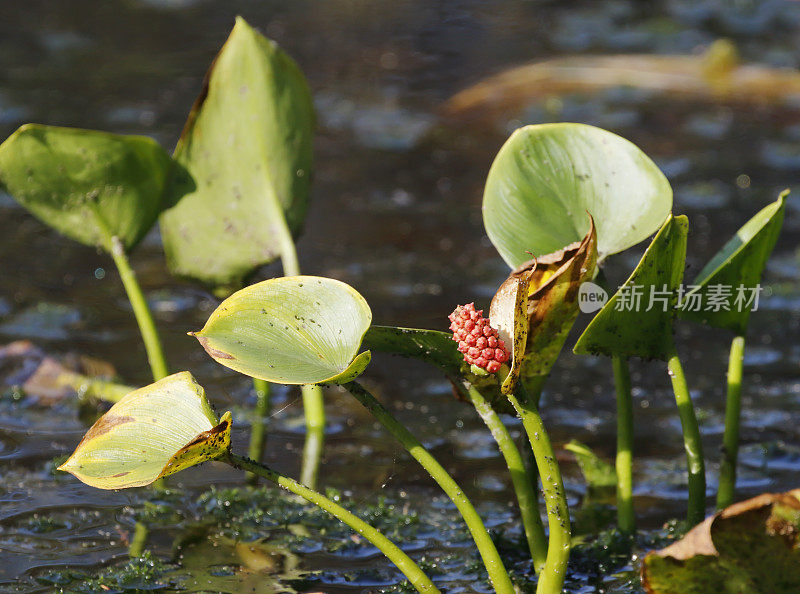 沼泽海芋