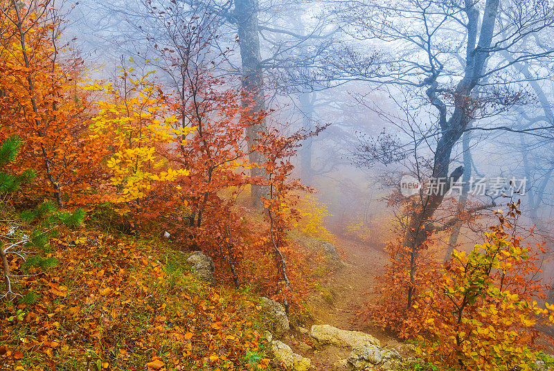 秋天，红色的山毛榉林中弥漫着蓝色的薄雾