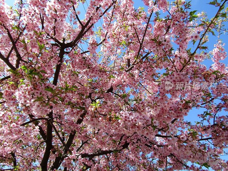 日本。3月。春天。到处都是花。