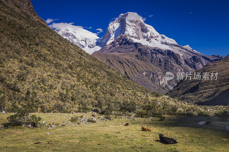 科迪勒拉布兰卡山谷:华斯卡兰山脉和奶牛休息-安第斯，秘鲁