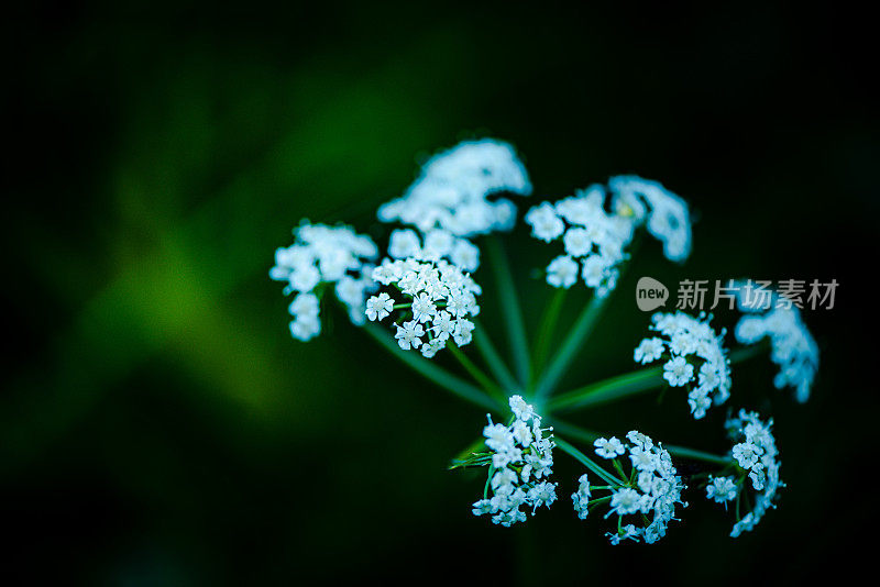 植物与花:菊芋花-伞形科