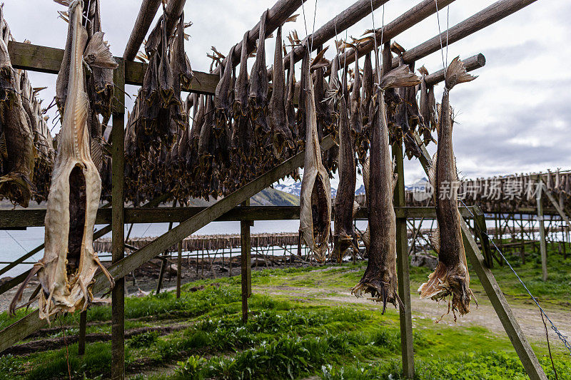 挪威罗浮敦群岛的鳕鱼架:鳕鱼捕鱼业