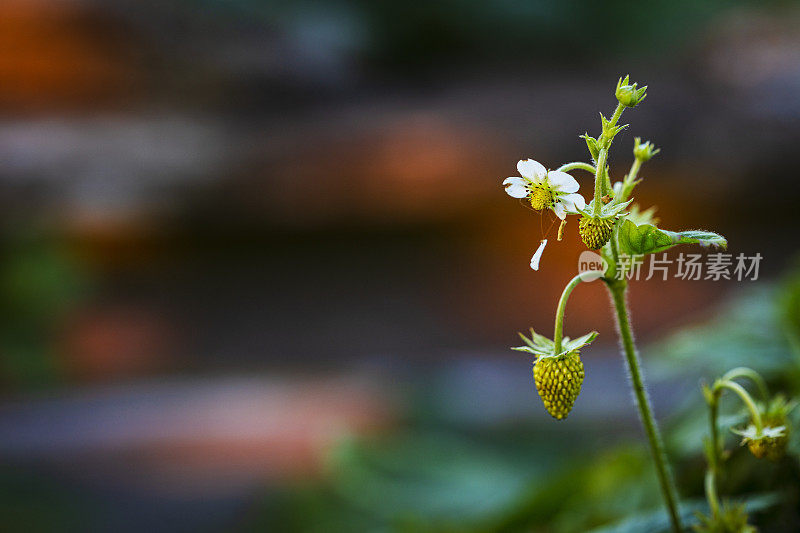 野生草莓的花