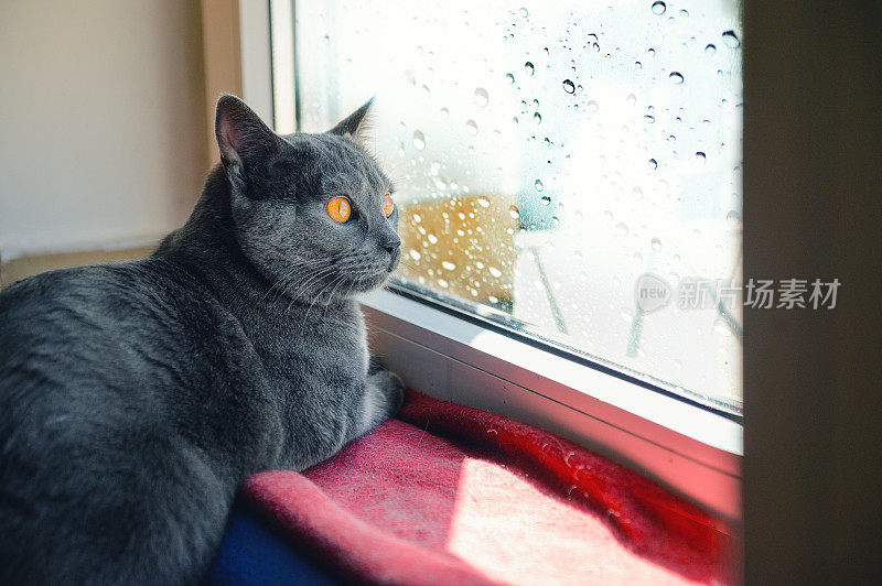 一只猫在雨天向外看