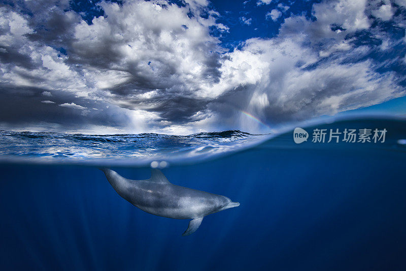 风暴出海，彩虹和海豚在海面下游泳