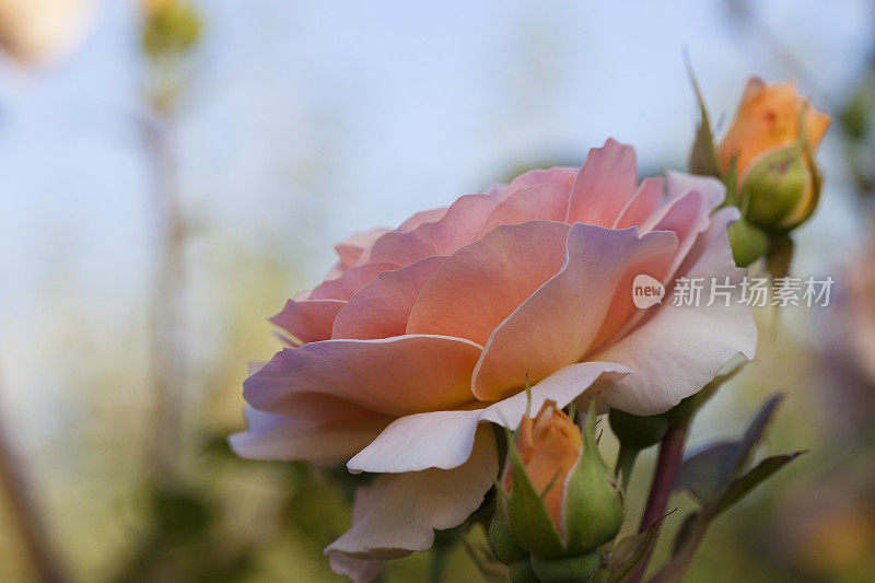 粉红色的玫瑰和玫瑰花蕾在花园里