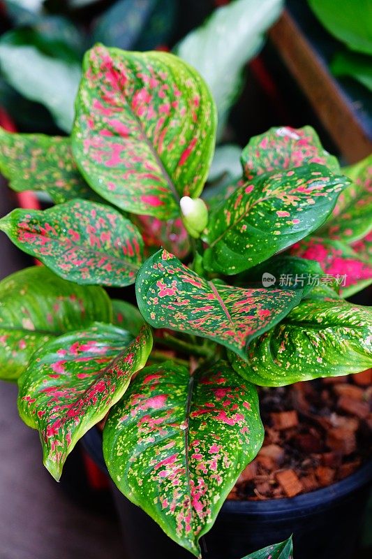 粉色和绿色的Aglaonema