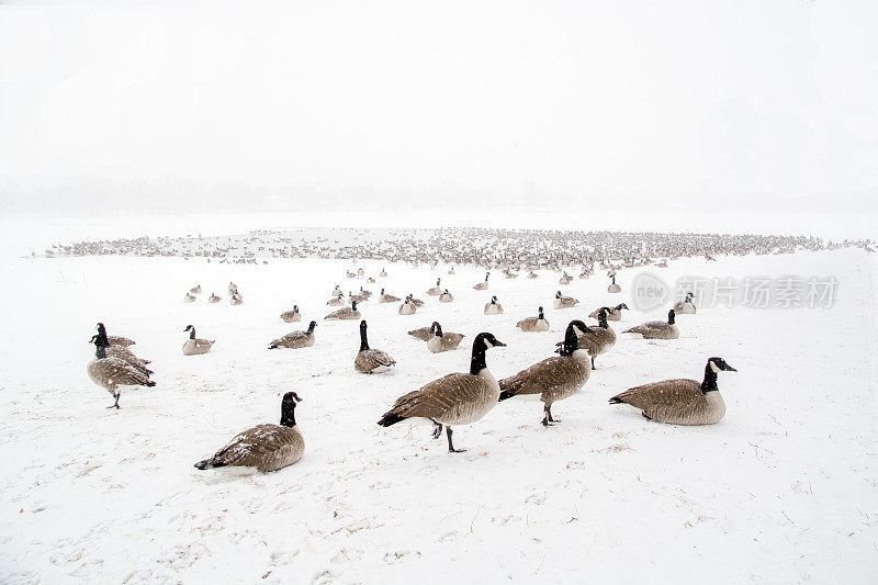 一群加拿大鹅在大部分结冰的湖面上，而且正在下雪