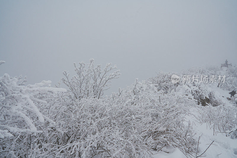 硬霜枝(雪山)