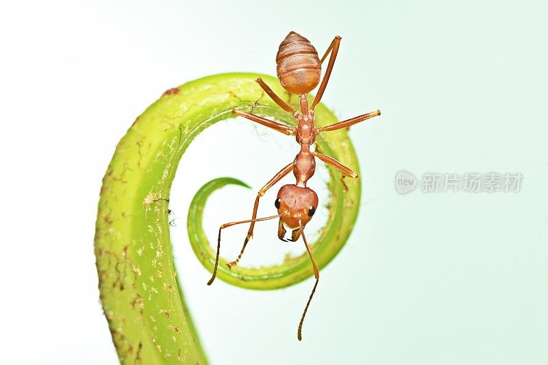 蚂蚁爬弯曲的燕窝蕨叶-动物行为。